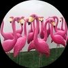 classyflamingo